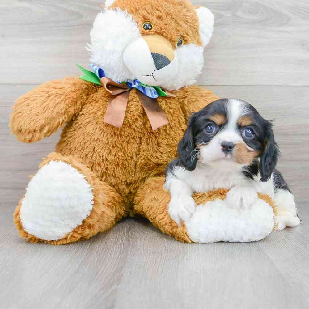 cavalier-king-charles-spaniel-elliot-6168426885455470.jpg