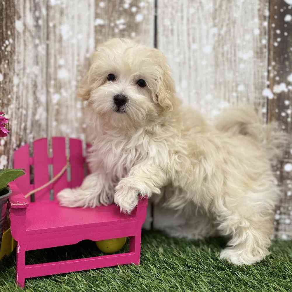 Female Malti-Poo Puppy for Sale in Braintree, MA
