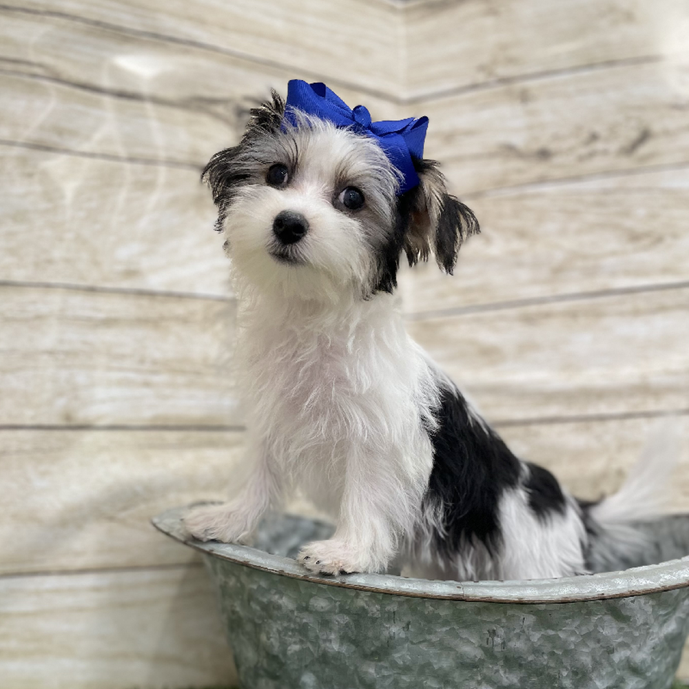 Female Morkie Puppy for Sale in Braintree, MA