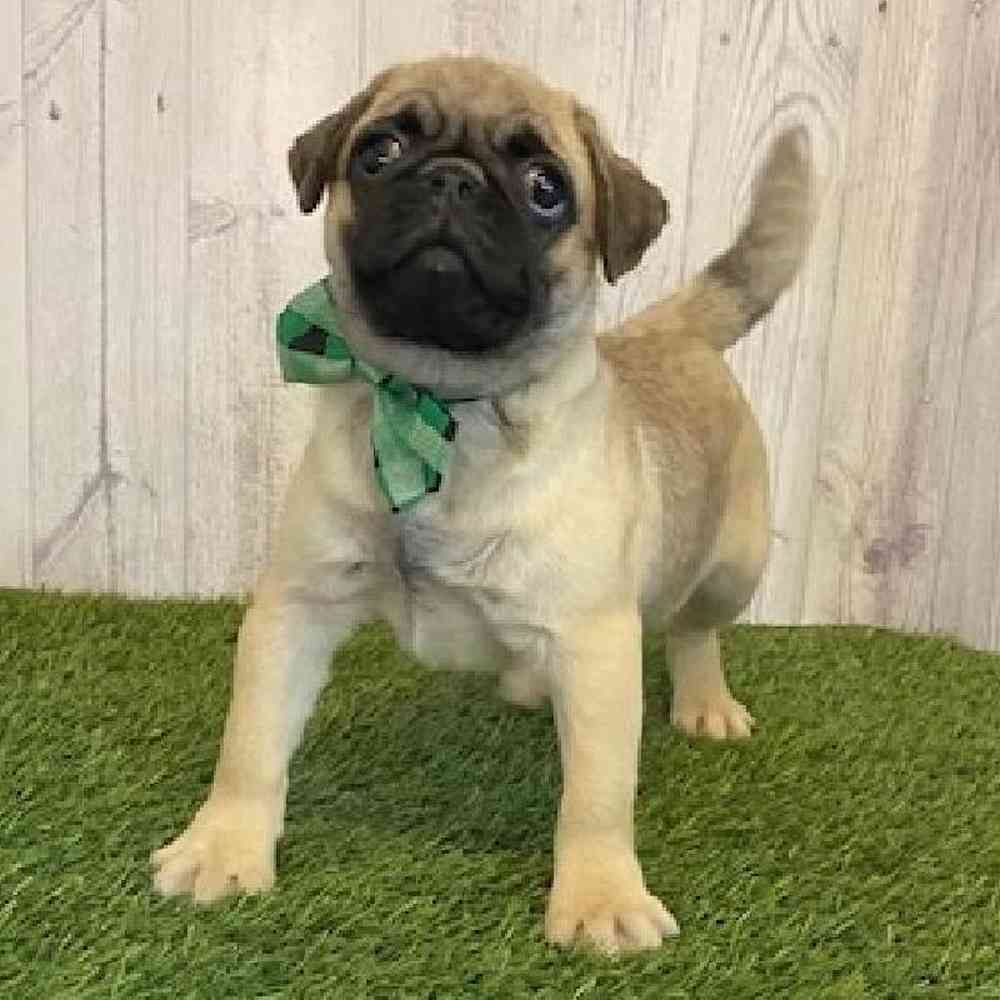 Male Pug Puppy for Sale in Saugus, MA