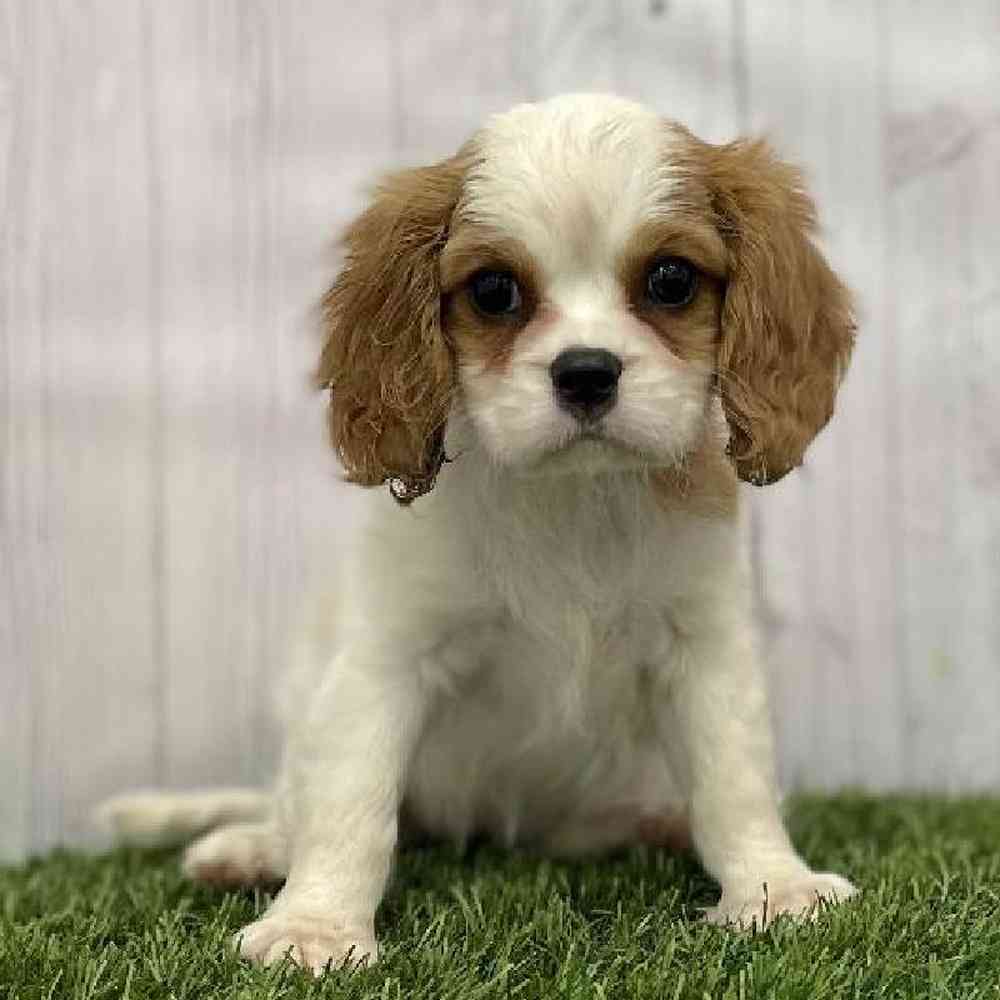 Female Cavalier King Charles Spaniel Puppy for Sale in Braintree, MA