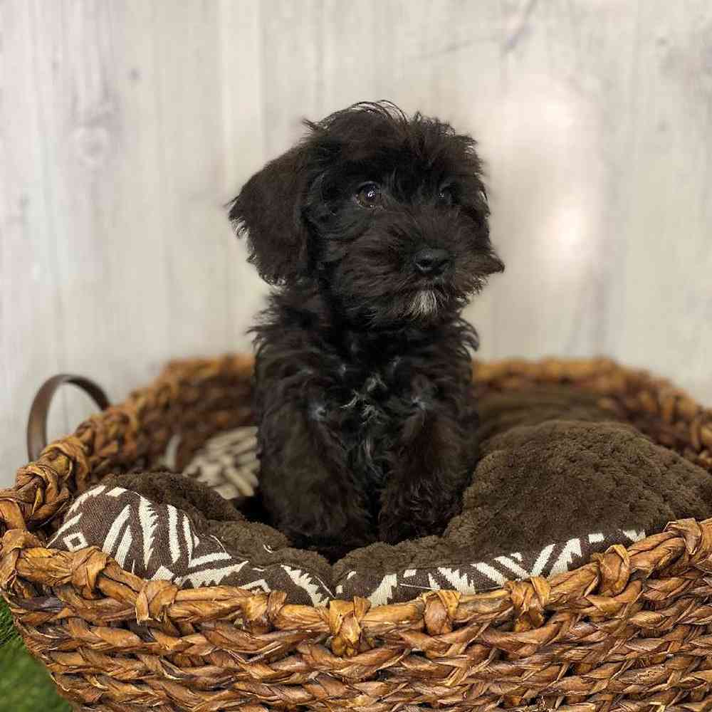 Male Schnoodle Puppy for Sale in Saugus, MA