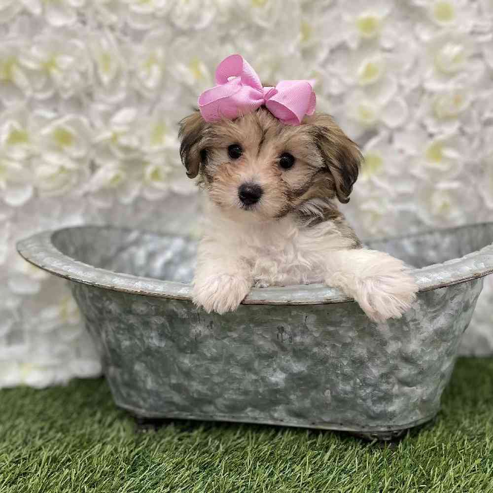 Female Hava-Chon Puppy for Sale in Braintree, MA