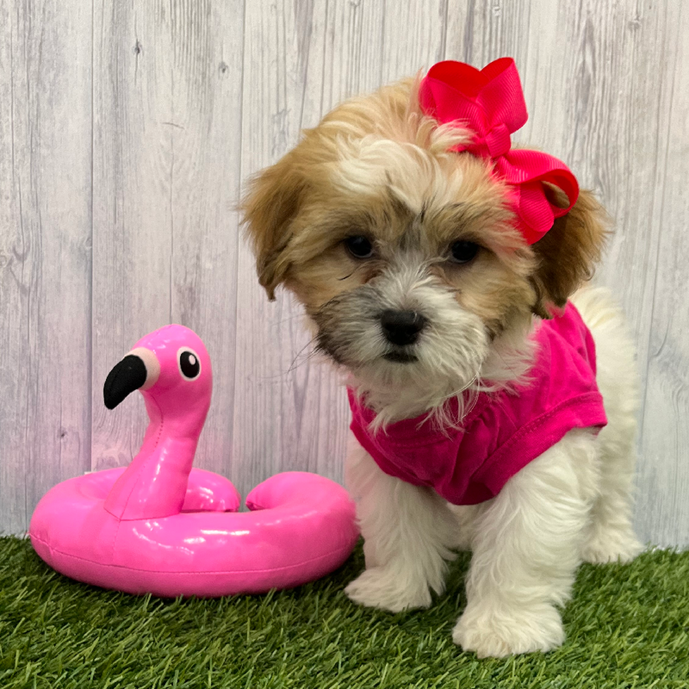 Teddy Bear (Zuchon) For Sale Pet Express Braintree