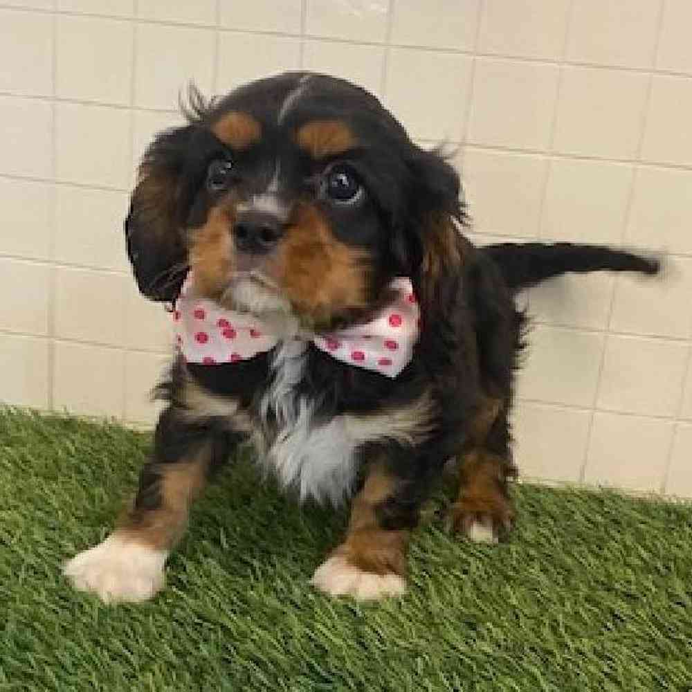 Male Cavalier King Charles Spaniel Puppy for sale