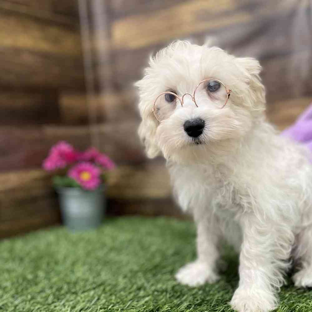 Male Schnoodle Puppy for Sale in Braintree, MA