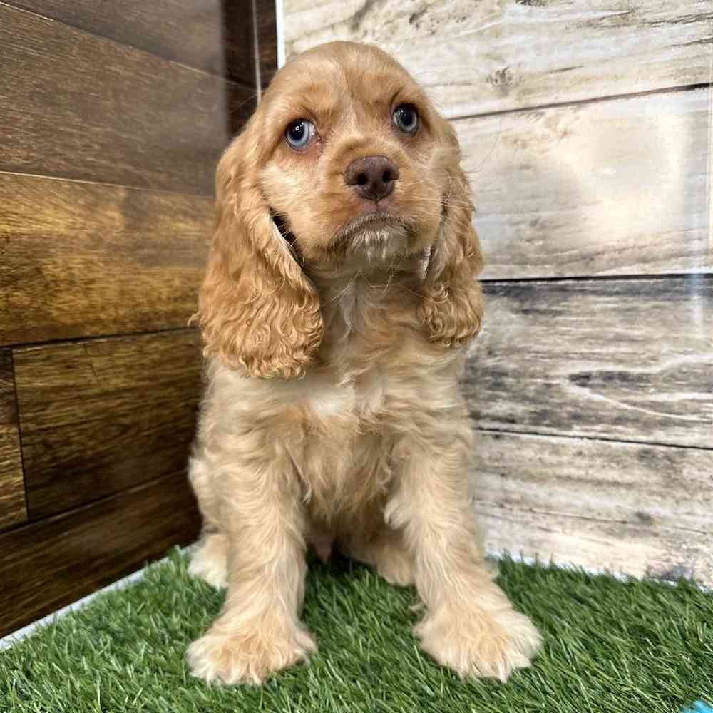 Male Cocker Spaniel Puppy for Sale in Saugus, MA