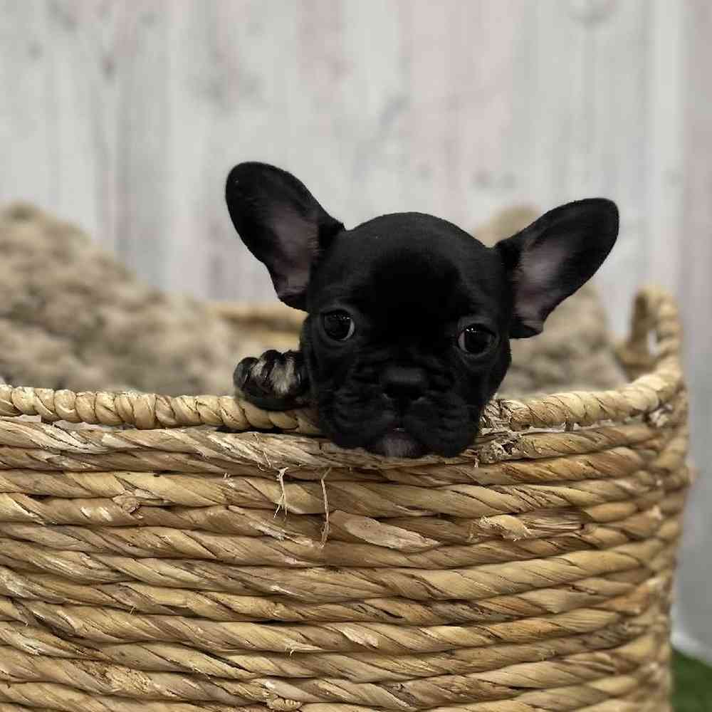 Female French Bulldog Puppy for Sale in Braintree, MA