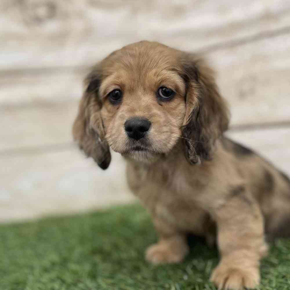 Female Docker Puppy for Sale in Braintree, MA