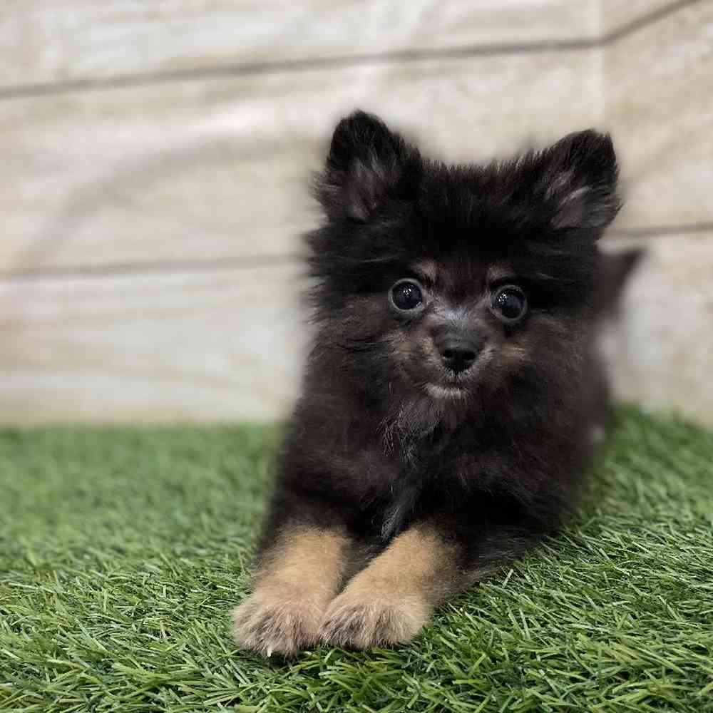 Male Pomeranian Puppy for Sale in Braintree, MA