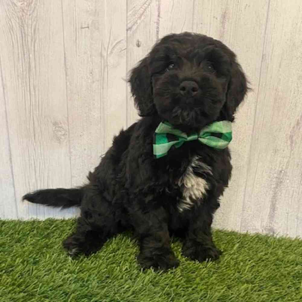 Male Mini Goldendoodle Puppy for sale