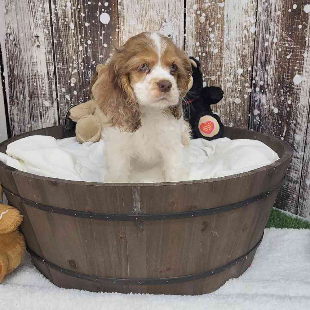 Female Cocker Spaniel Puppy for Sale in Saugus, MA