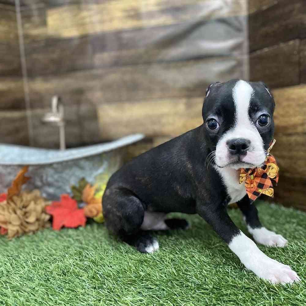 Male Boston Terrier Puppy for Sale in Braintree, MA