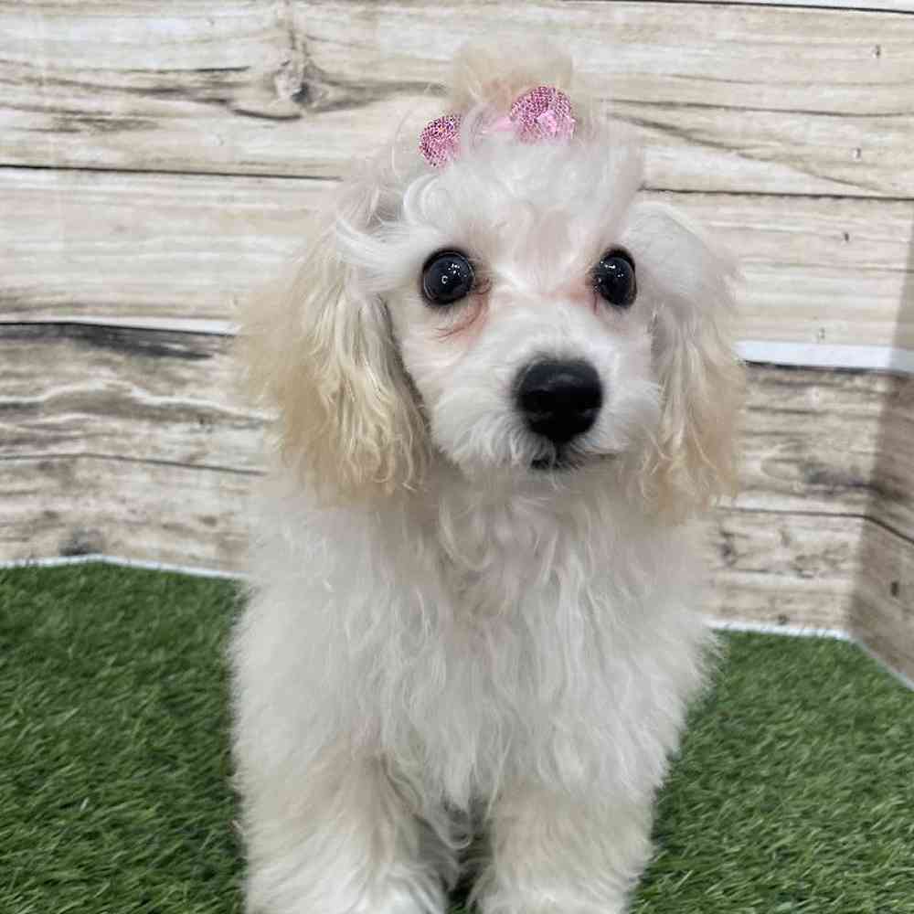 Female Poodle Toy Puppy for Sale in Saugus, MA