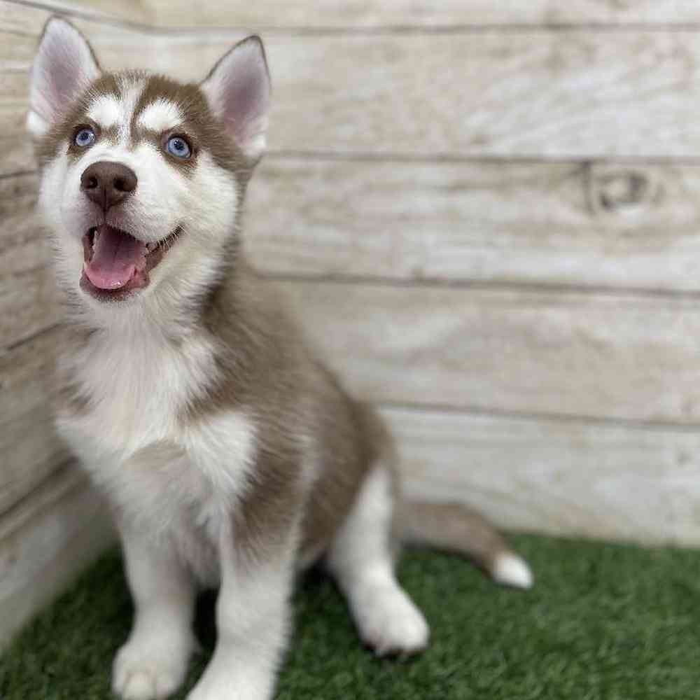 Female Siberian Husky Puppy for Sale in Braintree, MA