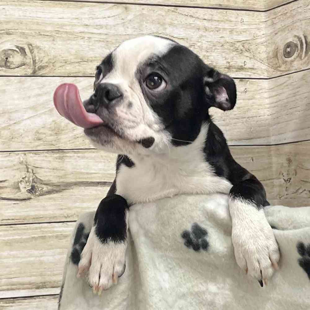 Male Boston Terrier Puppy for Sale in Saugus, MA