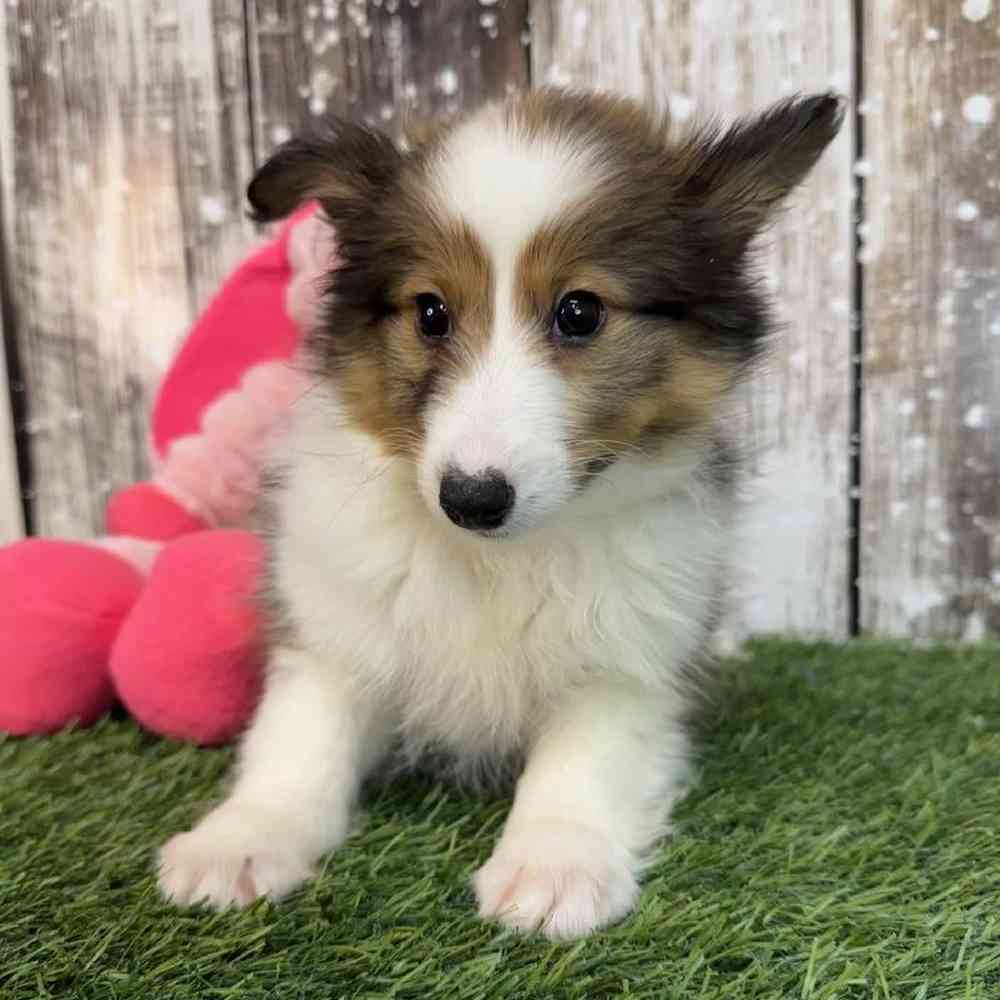 Female Sheltie Puppy for Sale in Saugus, MA