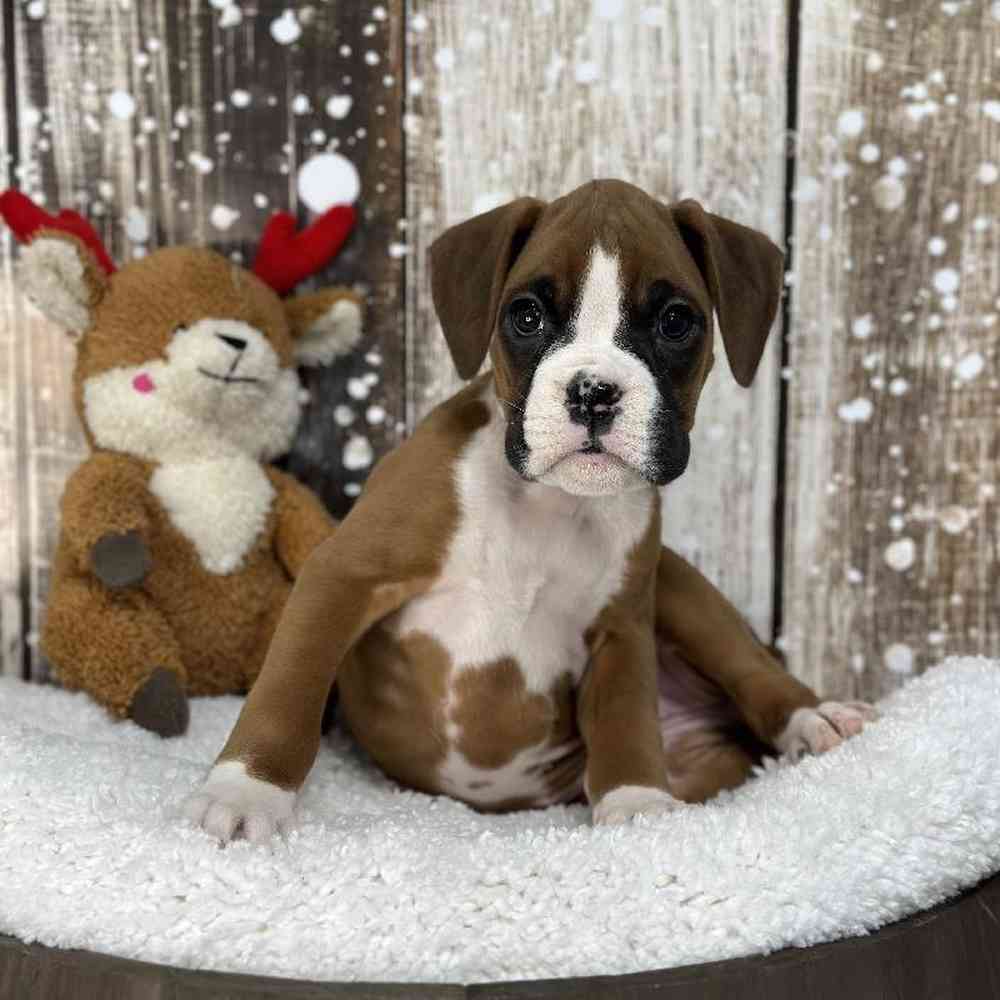 Female Boxer Puppy for Sale in Saugus, MA
