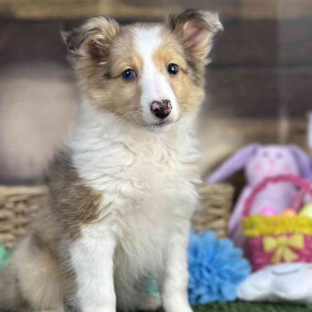 Female Shetland Sheepdog Puppy for Sale in Braintree, MA