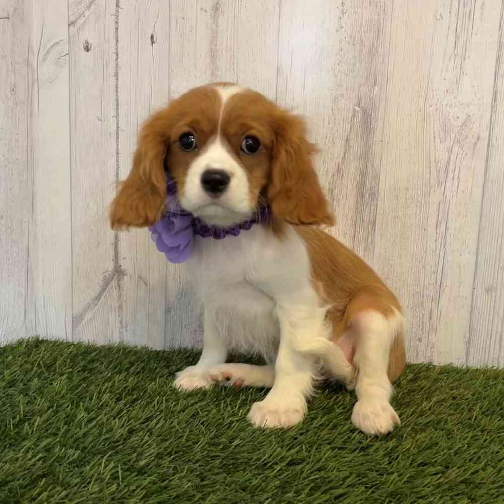 Female Cavalier King Charles Spaniel Puppy for Sale in Saugus, MA