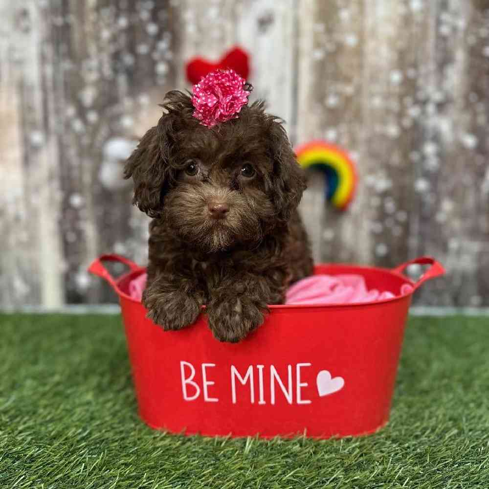 Female Havapoo Puppy for Sale in Saugus, MA