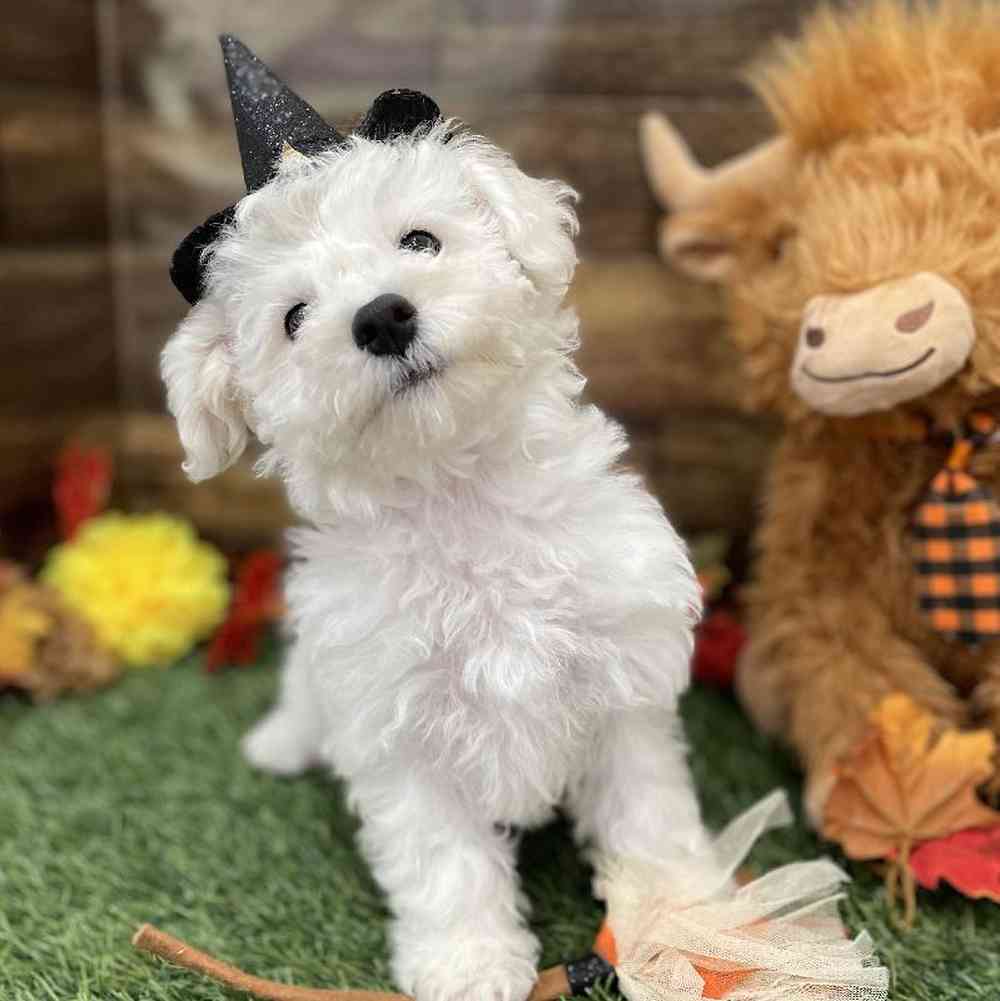 Female Bichon Frise Puppy for Sale in Braintree, MA