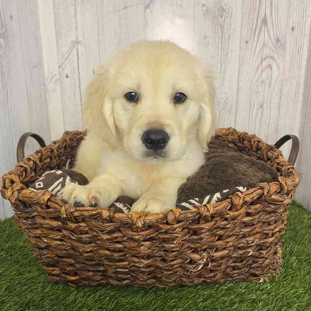 Male Golden Retriever Puppy for Sale in Saugus, MA