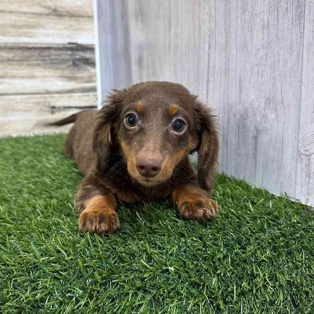 Female Dachshund Puppy for Sale in Saugus, MA