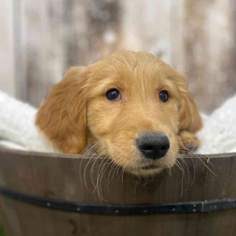Male Golden Retriever Puppy for Sale in Saugus, MA