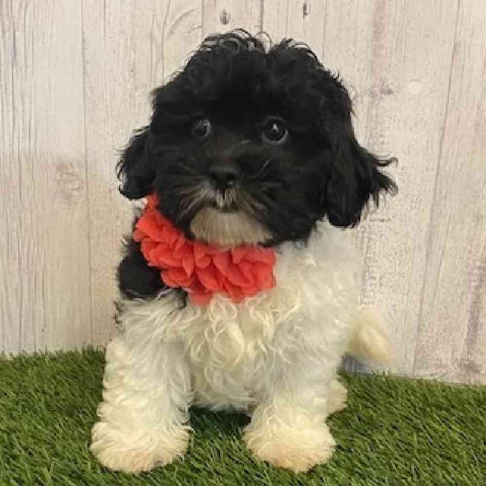 Female Shih-Poo Puppy for sale