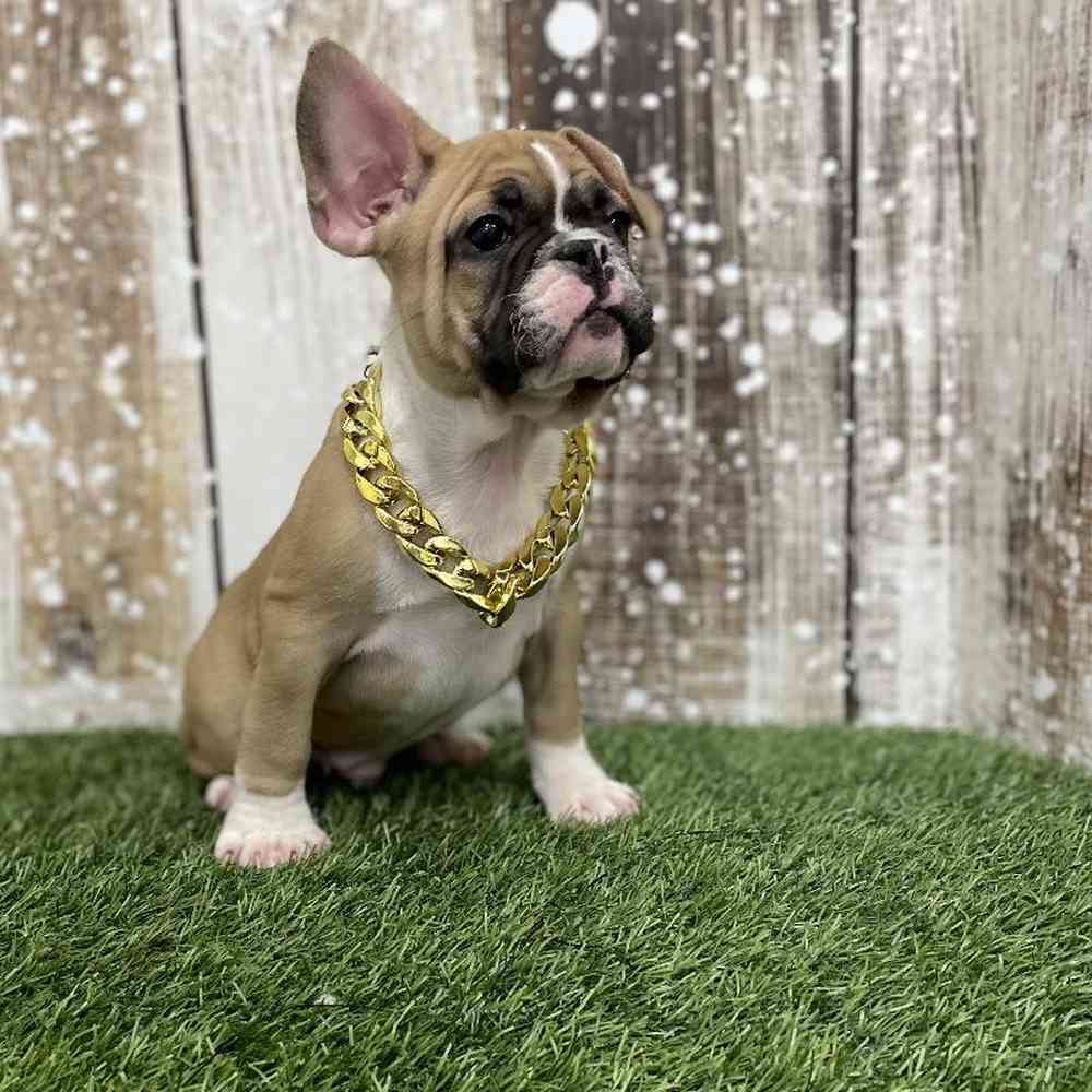 Male French Bulldog Puppy for Sale in Braintree, MA