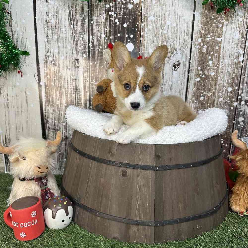 Female Pembroke Welsh Corgi Puppy for Sale in Saugus, MA