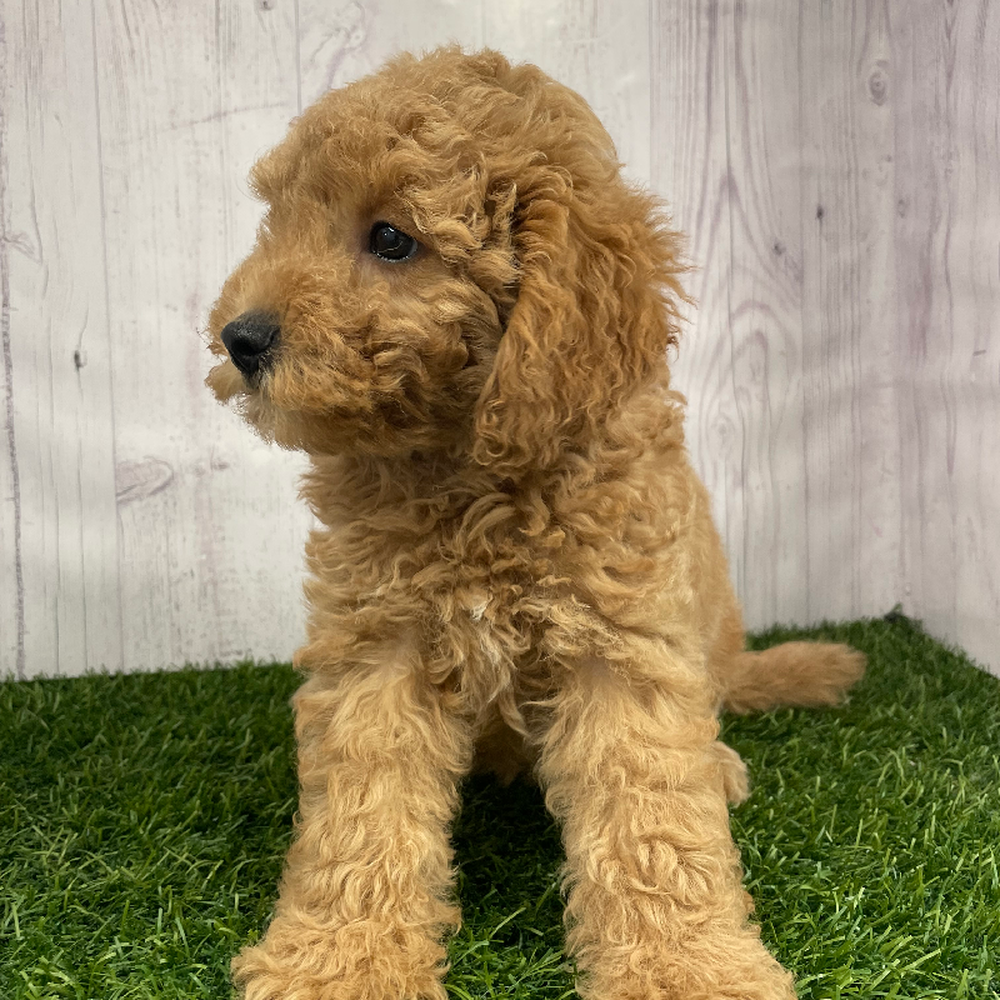 Female Mini Labradoodle 2nd Gen Puppy for Sale in Braintree, MA