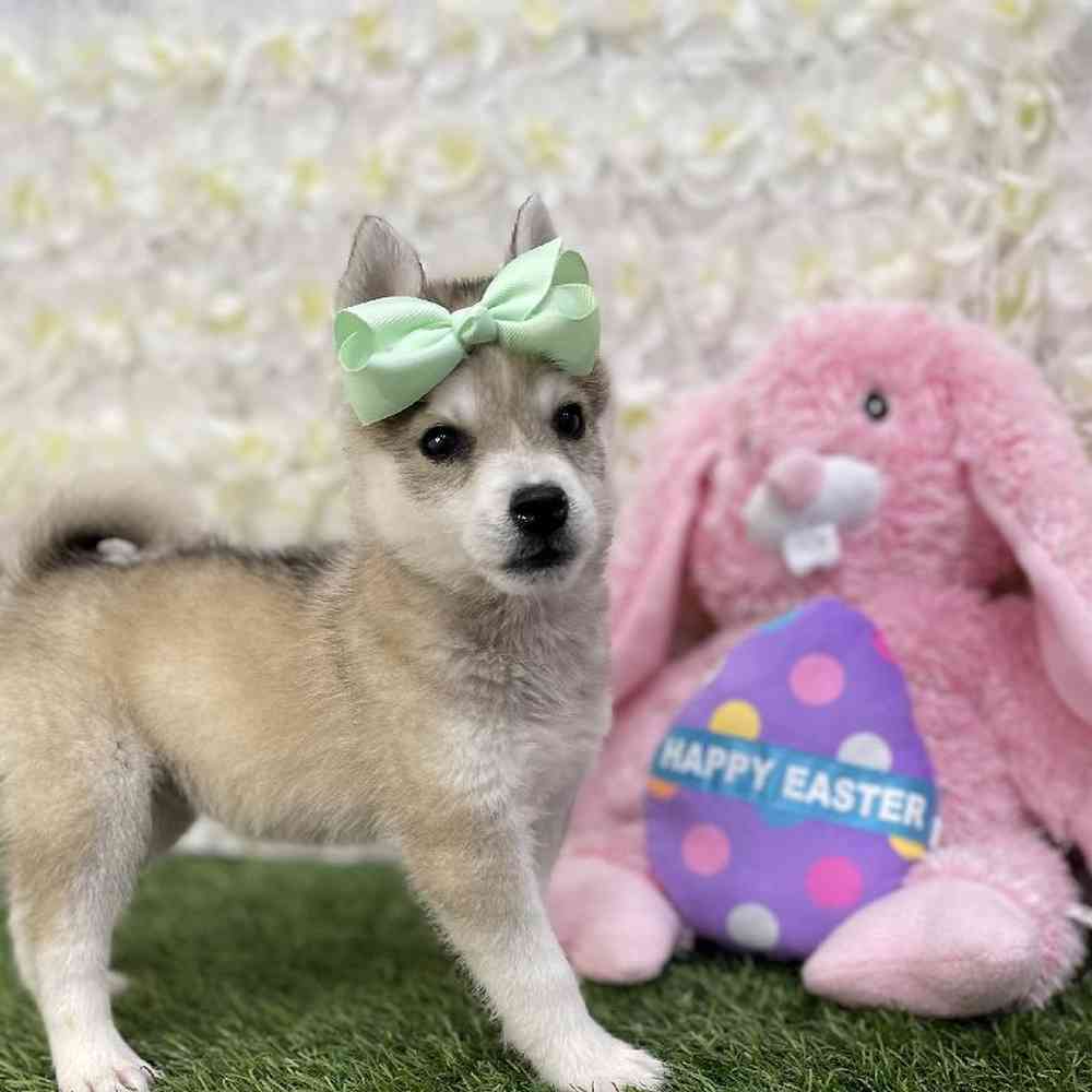 Female Alaskan Klee Kai Puppy for Sale in Braintree, MA