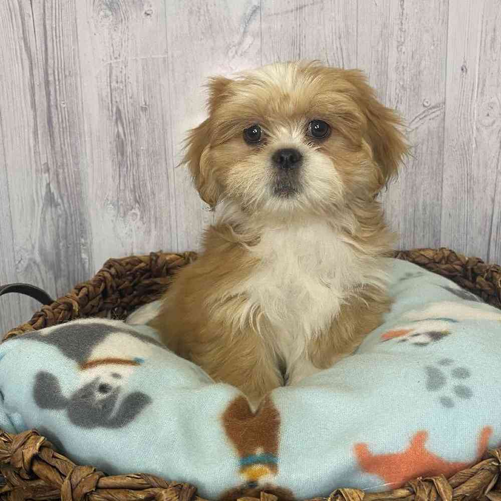 Male Lhasa Apso Puppy for Sale in Saugus, MA