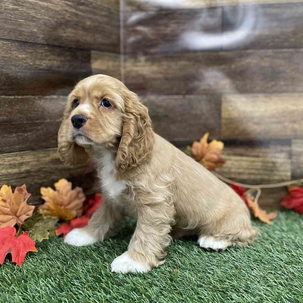 Male Cocker Spaniel Puppy for Sale in Braintree, MA