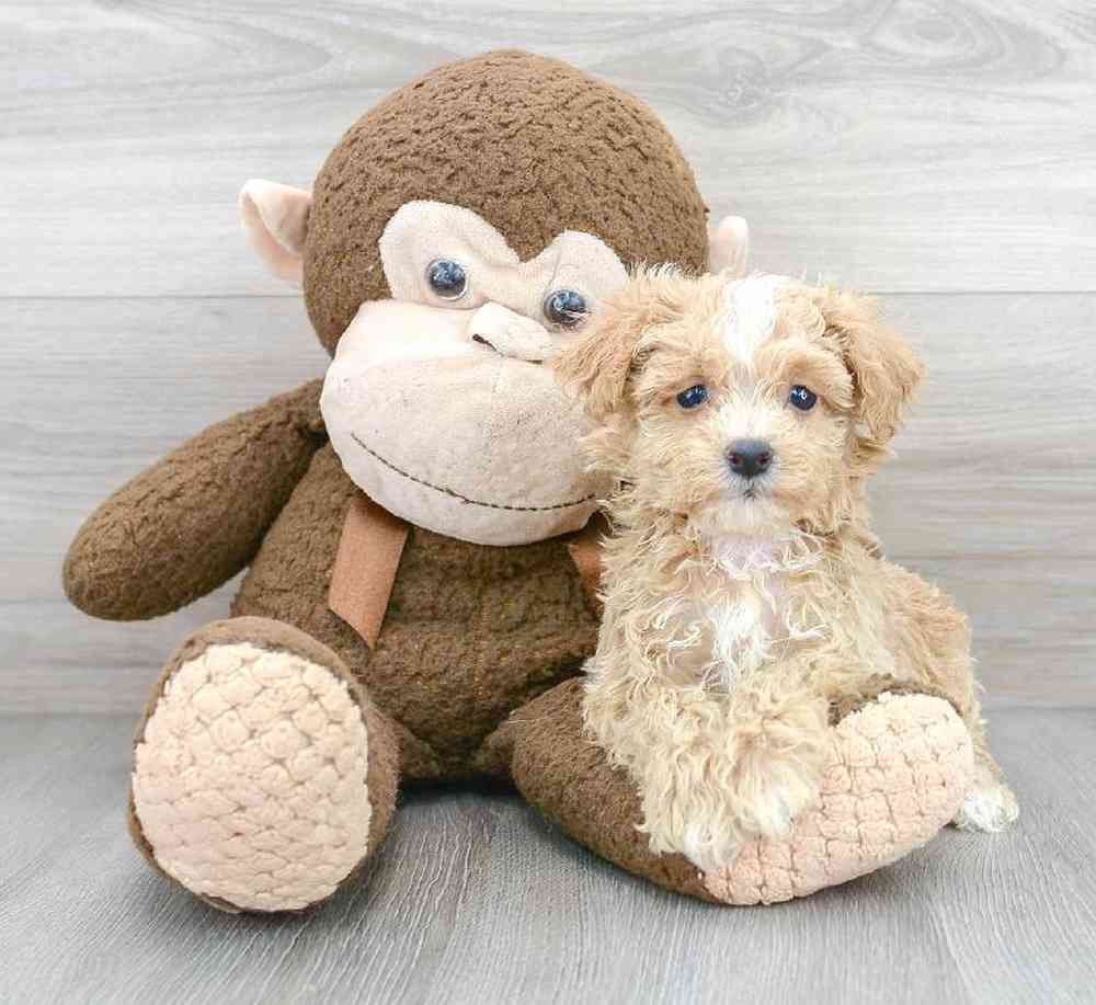 maltipoo-matthew-5616301831251530.jpg