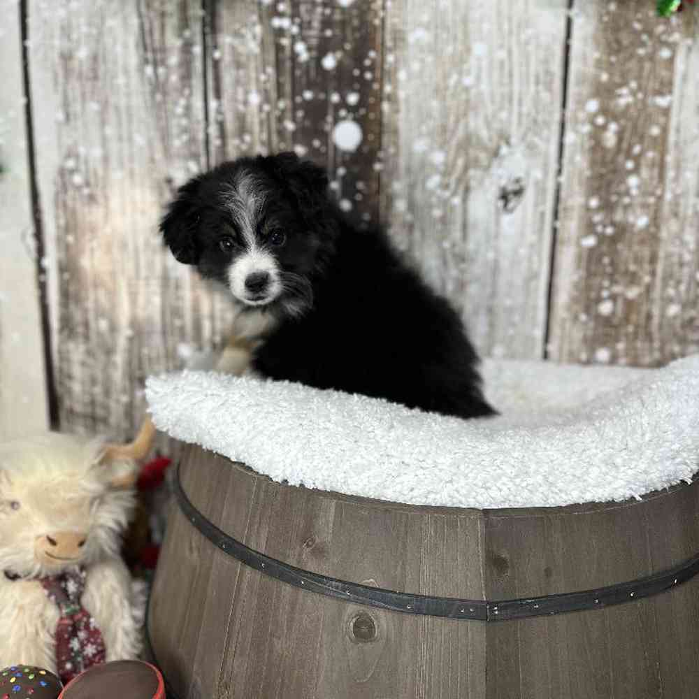 Male Miniature Australian Shepherd Puppy for Sale in Saugus, MA