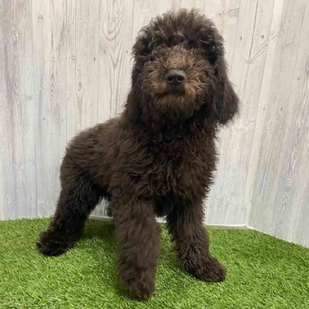 Male Poodle Moyen (Medium) Puppy for Sale in Braintree, MA