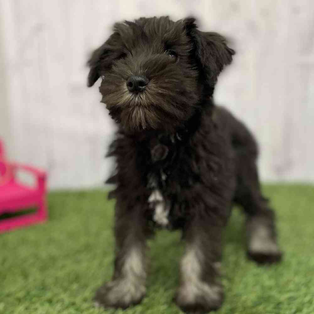 Female Miniature Schnauzer Puppy for Sale in Braintree, MA