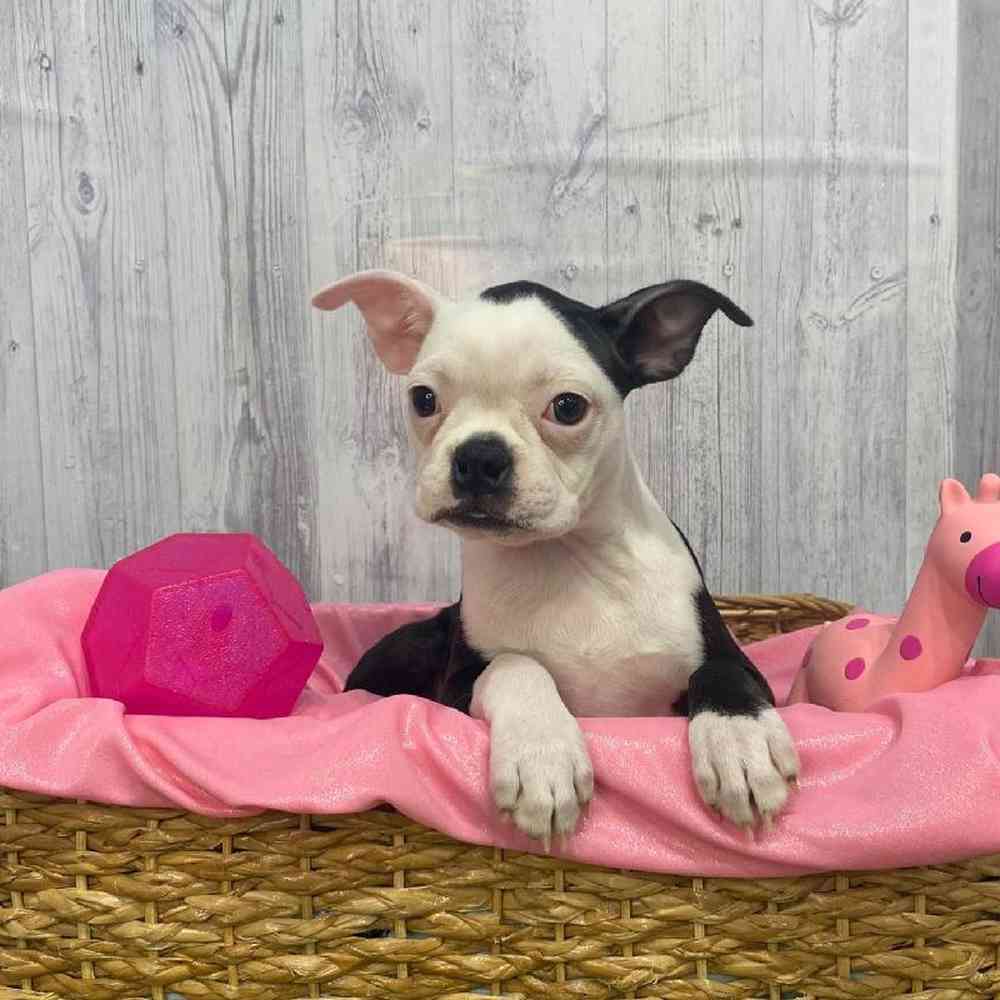 Female Boston Terrier Puppy for Sale in Saugus, MA