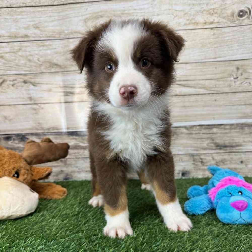 Male Australian Shepherd Puppy for Sale in Saugus, MA