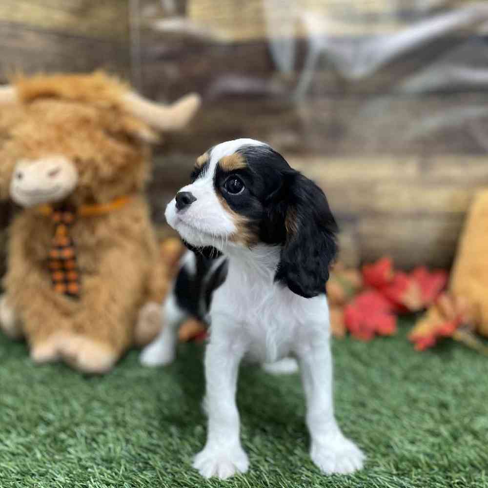 Male Cavalier King Charles Spaniel Puppy for Sale in Braintree, MA