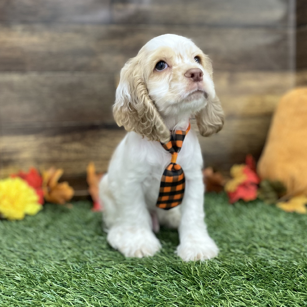 Male Cocker Spaniel Puppy for Sale in Braintree, MA