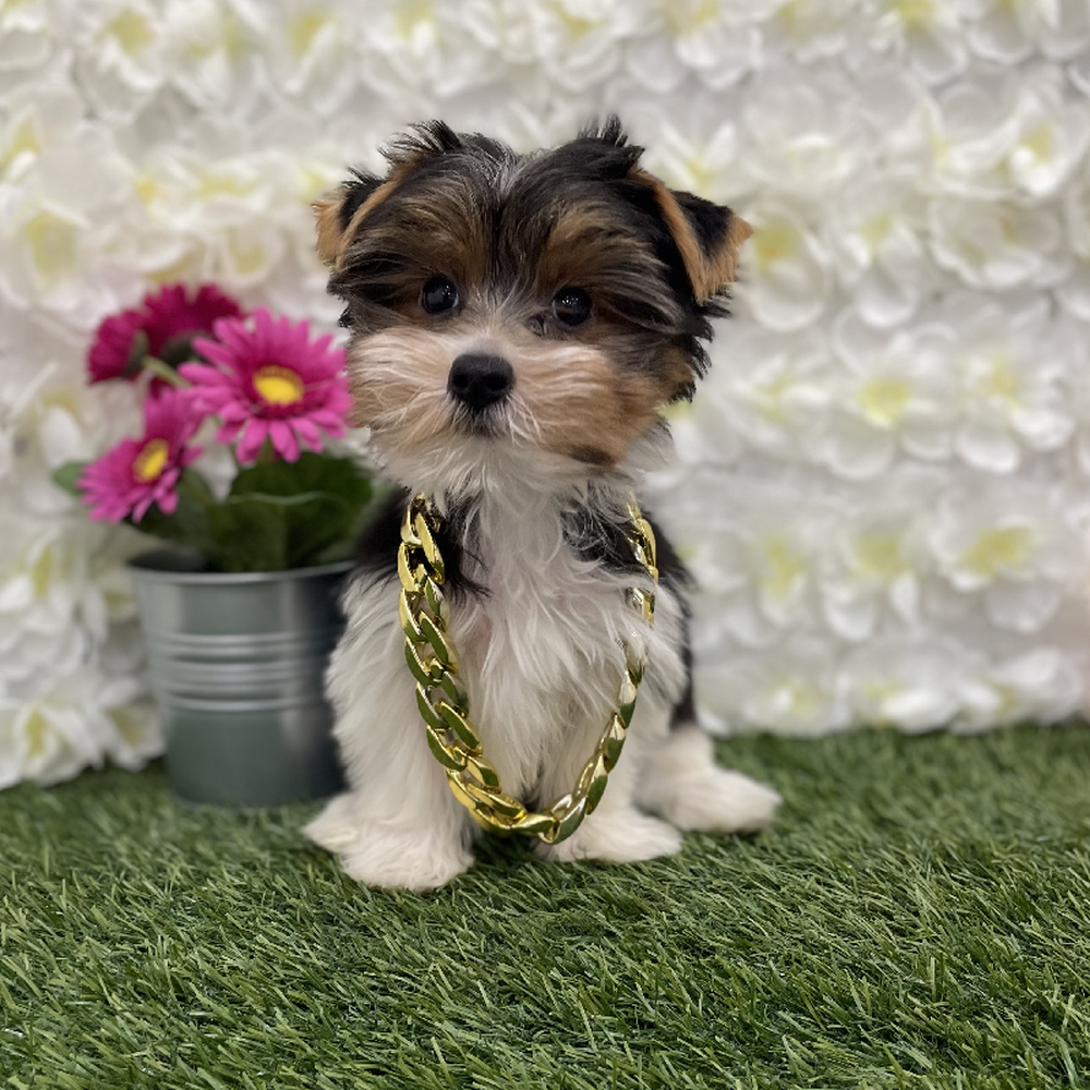 Male Yorkshire Terrier Puppy for Sale in Braintree, MA