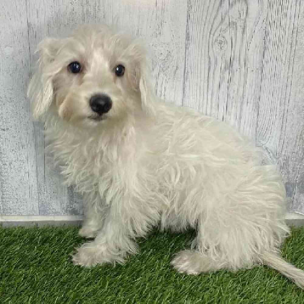 Female Chonzer (Bichon/Min Schnauzer) Puppy for sale