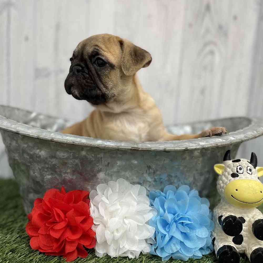 Male Frug Puppy for sale