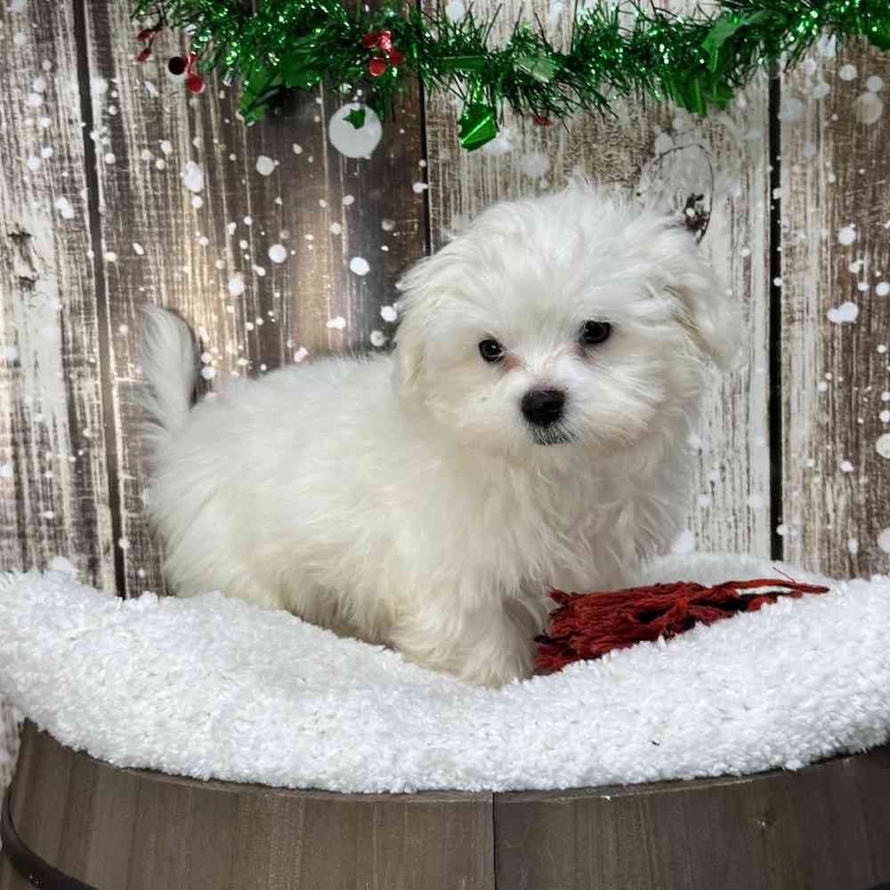 Male Maltese Puppy for Sale in Saugus, MA