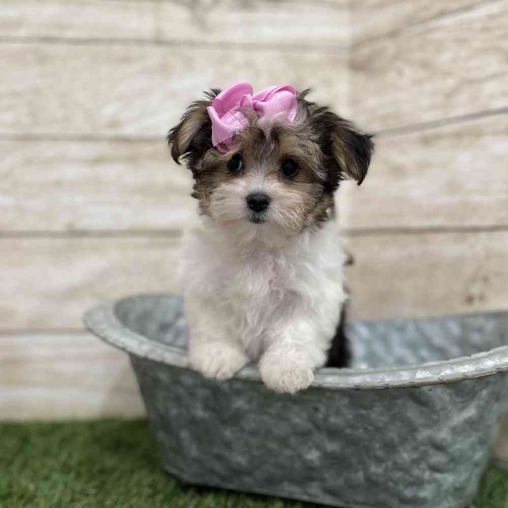 Female Morkie Puppy for Sale in Braintree, MA