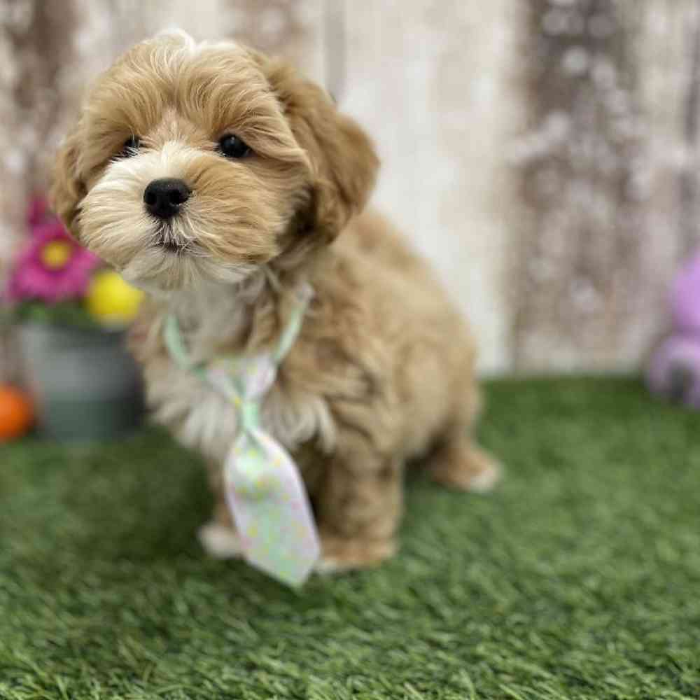 Male Lhasa-Poo Puppy for Sale in Braintree, MA